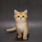 Еlliot-male-British-Shorthair-cat-puppy-for-sale-1 (1)