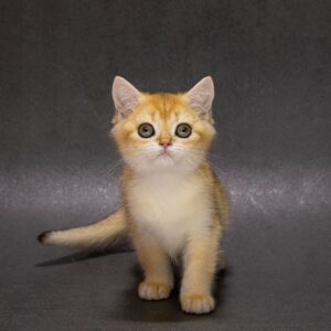 Еlliot British Shorthair