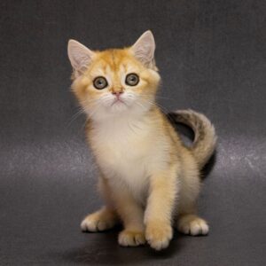 Еlliot British Shorthair