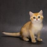Еlliot-male-British-Shorthair-cat-puppy-for-sale-1 (3)