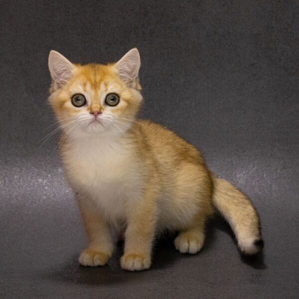 Еlliot British Shorthair