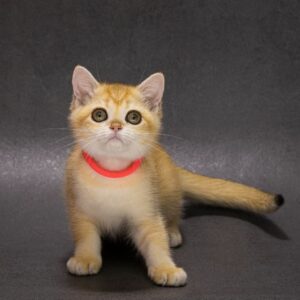 Еmma British Shorthair