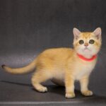 Еmma-female-British-Shorthair-cat-puppy-for-sale-1 (2)