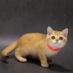 Еmma-female-British-Shorthair-cat-puppy-for-sale-1 (3)