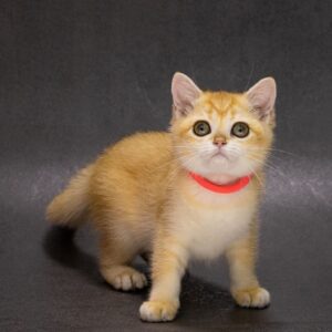 Еmma British Shorthair