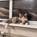 Amir-male-norwegian-forest-cat-puppy-for-sale-1 (1)