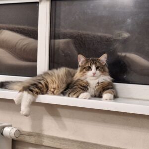 Amir Norwegian Forest