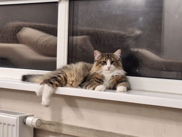 Amir Norwegian Forest