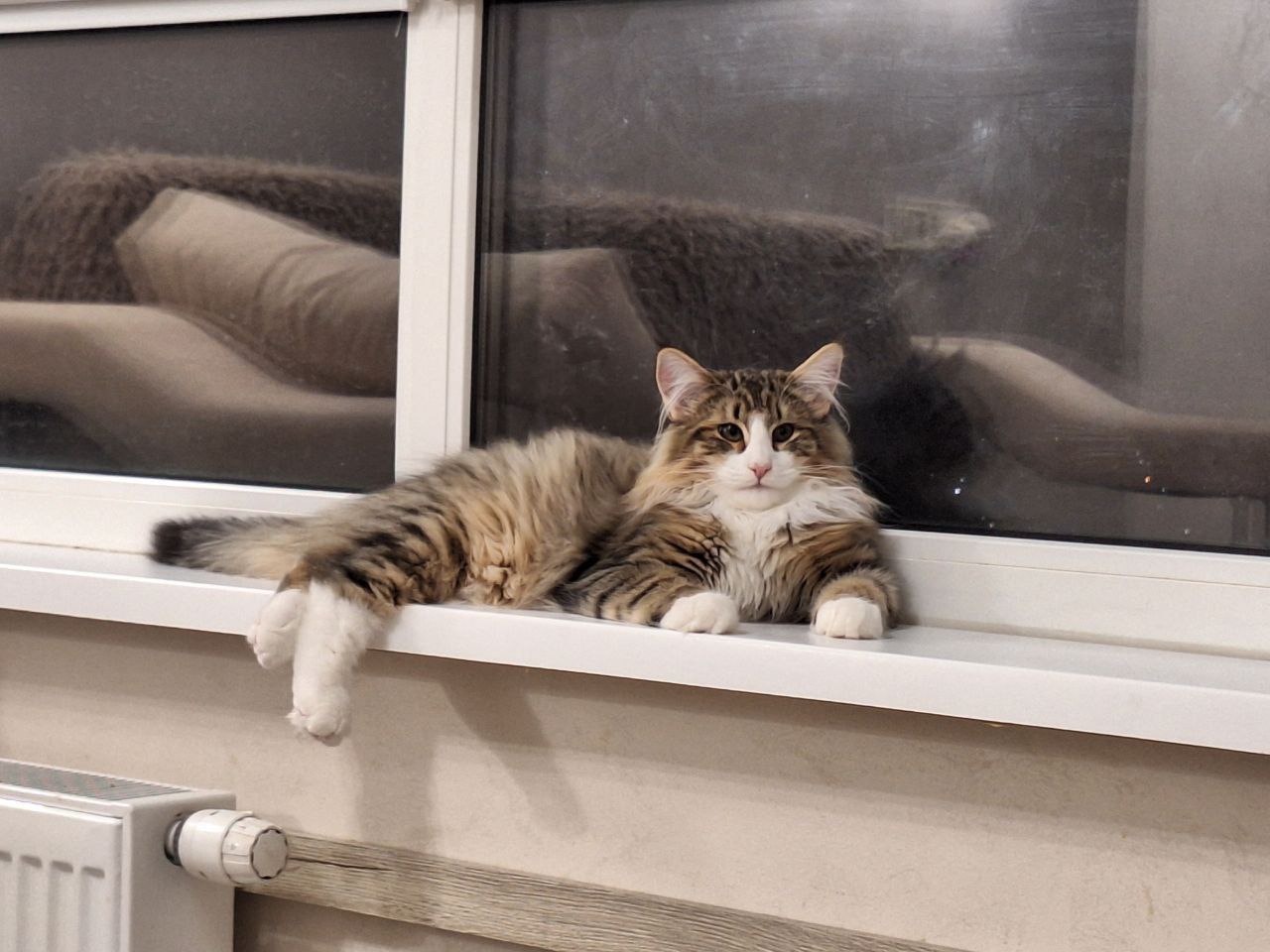 Amir Norwegian Forest