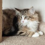 Amir-male-norwegian-forest-cat-puppy-for-sale-1 (2)