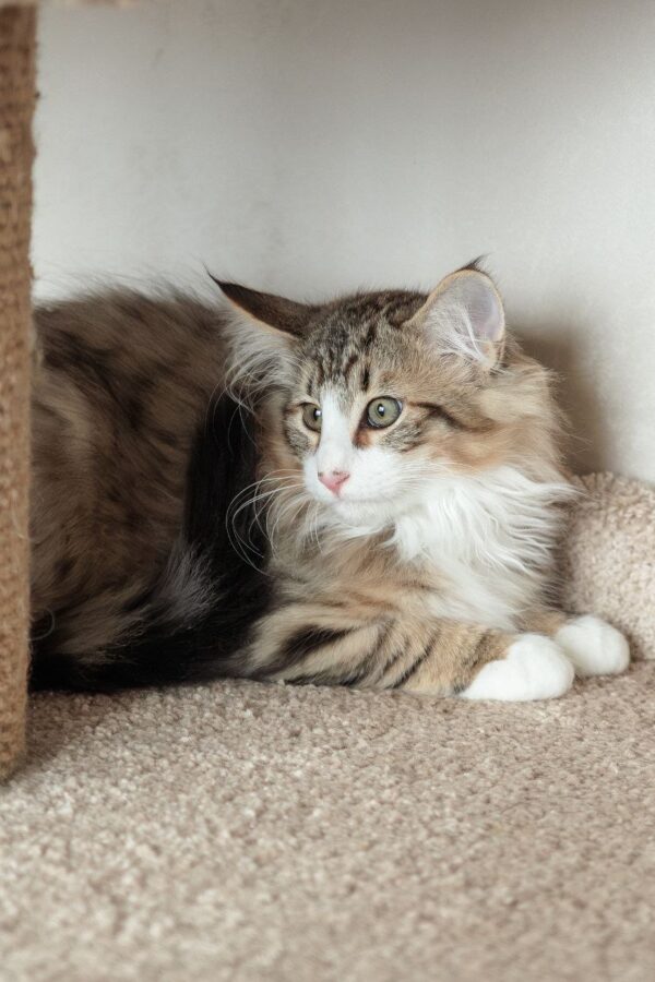 Amir Norwegian Forest