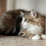 Amir-male-norwegian-forest-cat-puppy-for-sale-1 (3)