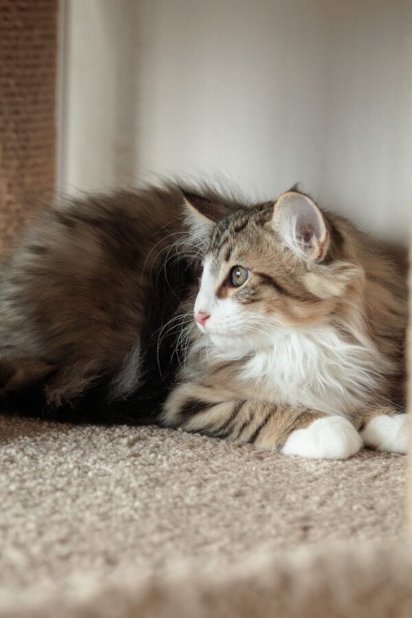 Amir Norwegian Forest