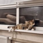 Amir-male-norwegian-forest-cat-puppy-for-sale-1 (4)