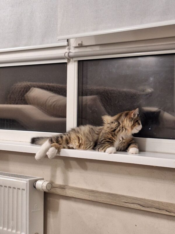 Amir Norwegian Forest