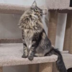 Zafar-male-norwegian-forest-cat-puppy-for-sale-1 (1)