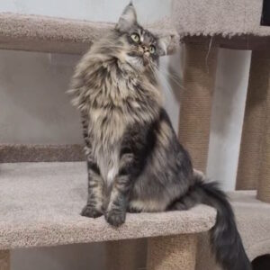 Zafar Norwegian Forest