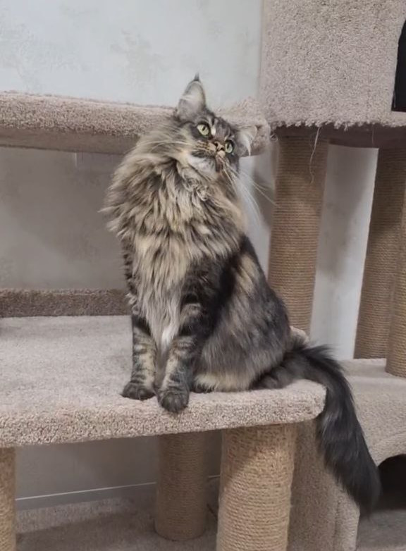 Zafar Norwegian Forest