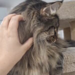 Zafar-male-norwegian-forest-cat-puppy-for-sale-1 (2)