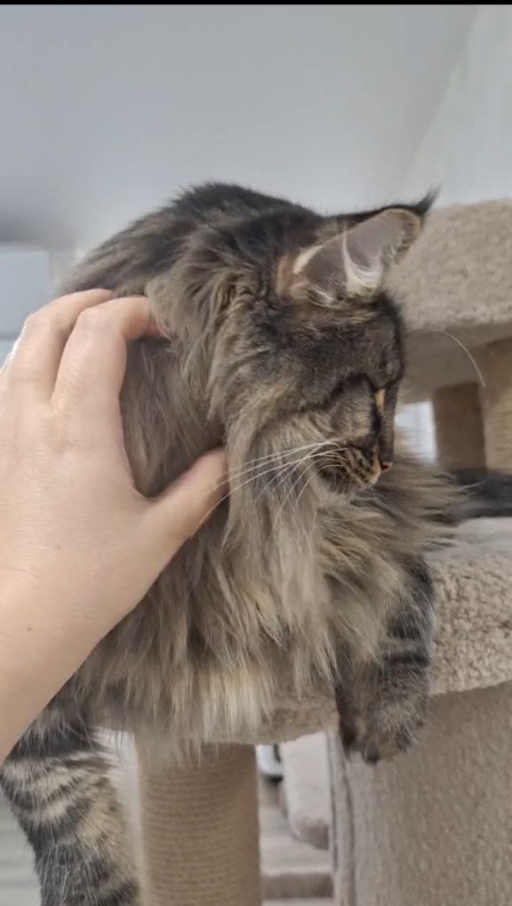 Zafar Norwegian Forest