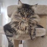 Amir Norwegian Forest