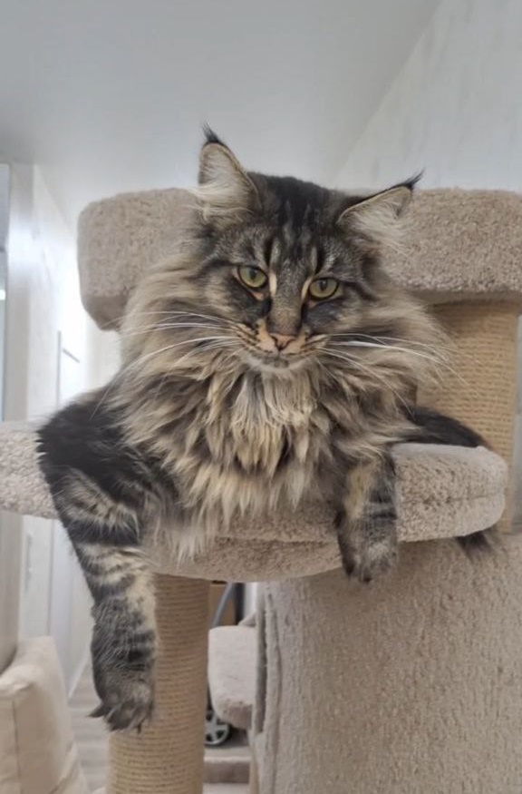 Zafar Norwegian Forest