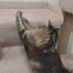 Zafar-male-norwegian-forest-cat-puppy-for-sale-1 (4)