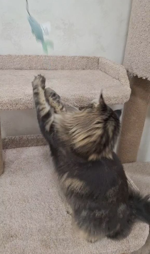 Zafar Norwegian Forest