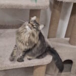 Zafar-male-norwegian-forest-cat-puppy-for-sale-1 (5)
