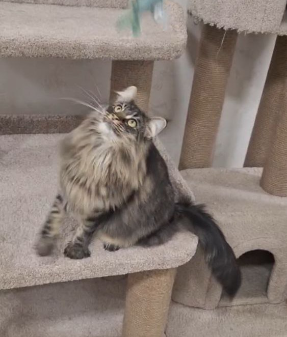 Zafar Norwegian Forest