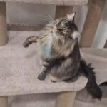 Zafar-male-norwegian-forest-cat-puppy-for-sale-1 (6)