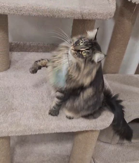 Zafar Norwegian Forest