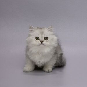 Florence Highland straight