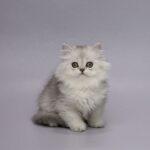 Florence-female-Highland-Straight-cat-puppy-for-sale-1 (5)