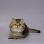 Gabriella-female-Highland-Straight-cat-puppy-for-sale-1 (1)