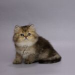 Gabriella-female-Highland-Straight-cat-puppy-for-sale-1 (3)