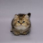Gabriella-female-Highland-Straight-cat-puppy-for-sale-1 (4)
