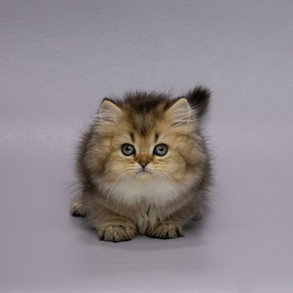 Gabriella Highland straight Gabriella Highland straight