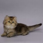 Gabriella-female-Highland-Straight-cat-puppy-for-sale-1 (5)