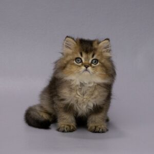 Gareth Highland straight