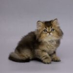 Gareth-male-Highland-Straight-cat-puppy-for-sale-1 (6)