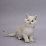 Gareth-male-Scottish-Straight-cat-puppy-for-sale-1 (1)