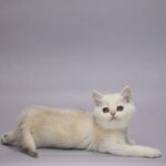 Gareth-male-Scottish-Straight-cat-puppy-for-sale-1 (2)