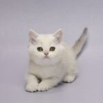 Gareth-male-Scottish-Straight-cat-puppy-for-sale-1 (3)