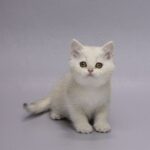 Gareth-male-Scottish-Straight-cat-puppy-for-sale-1 (4)
