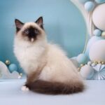 Haritosha-male-ragdoll-cat-puppy-for-sale-1 (1)