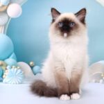 Haritosha-male-ragdoll-cat-puppy-for-sale-1 (2)