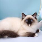 Haritosha-male-ragdoll-cat-puppy-for-sale-1 (3)