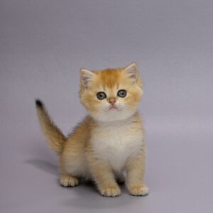 Holli British Shorthair