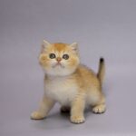 Holli-female-British-Shorthair-cat-puppy-for-sale-1 (2)